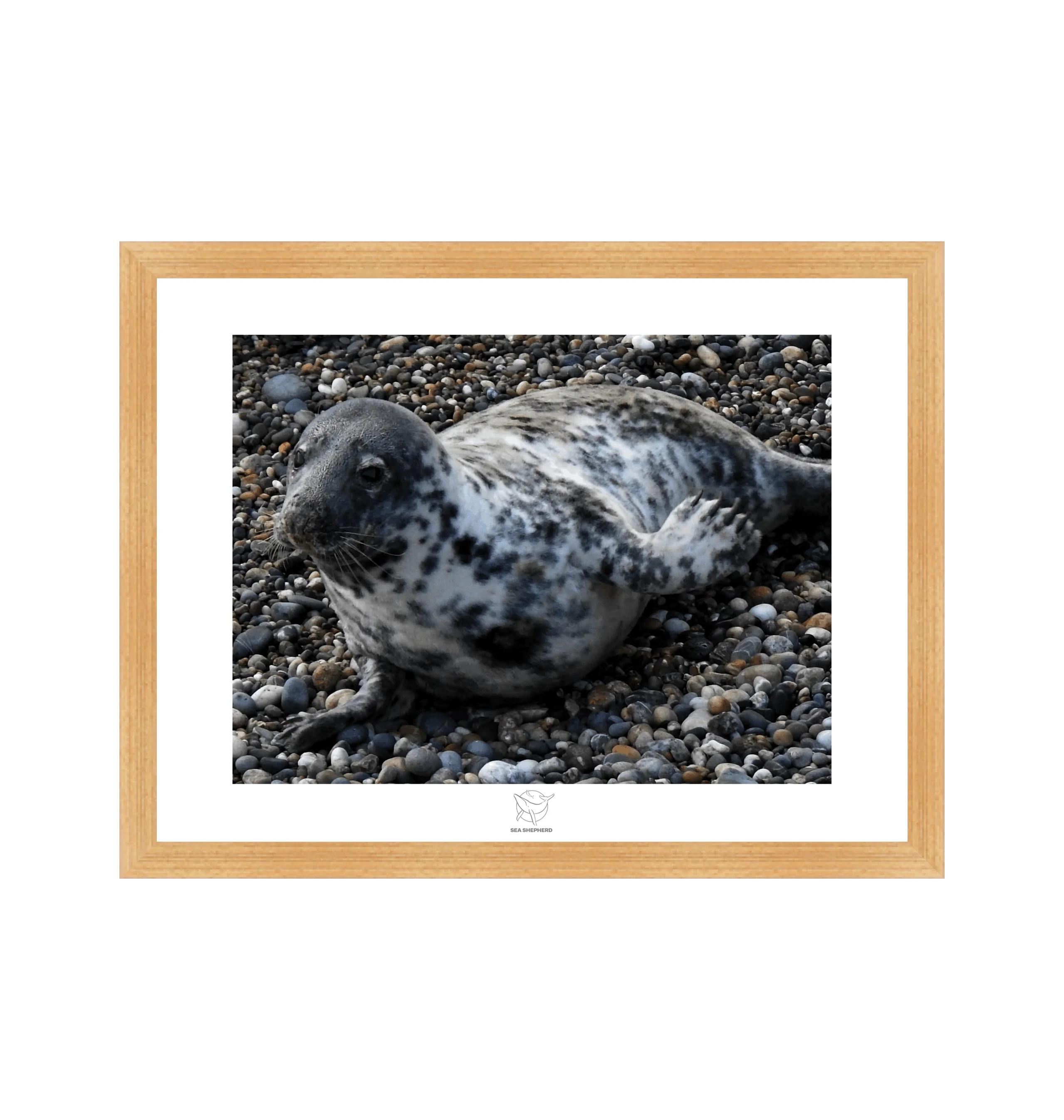 Grey Seal Rest On The Coastline Fine Art Print - Image 3