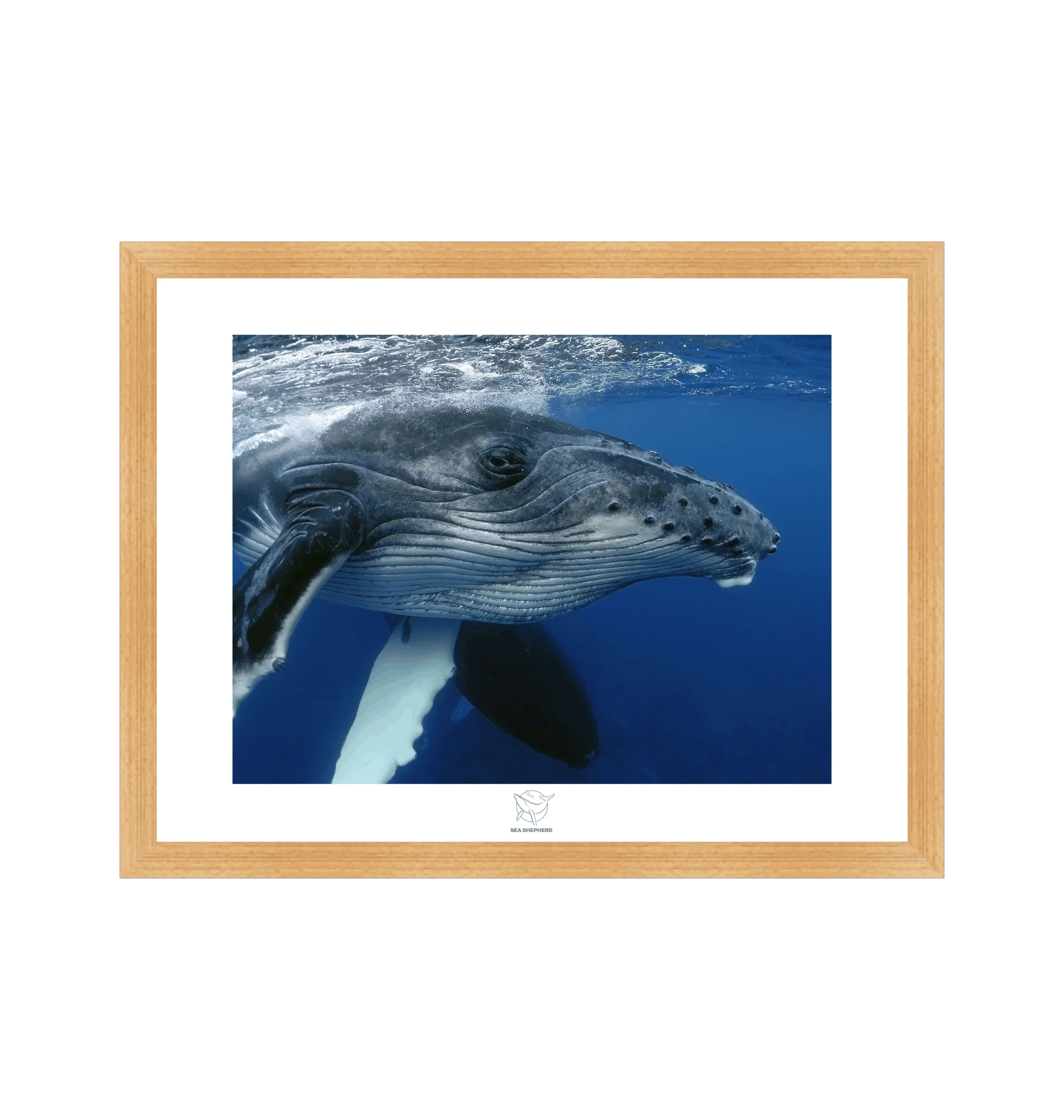 Humpback Gliding Through The Ocean Fine Art Print - Image 3