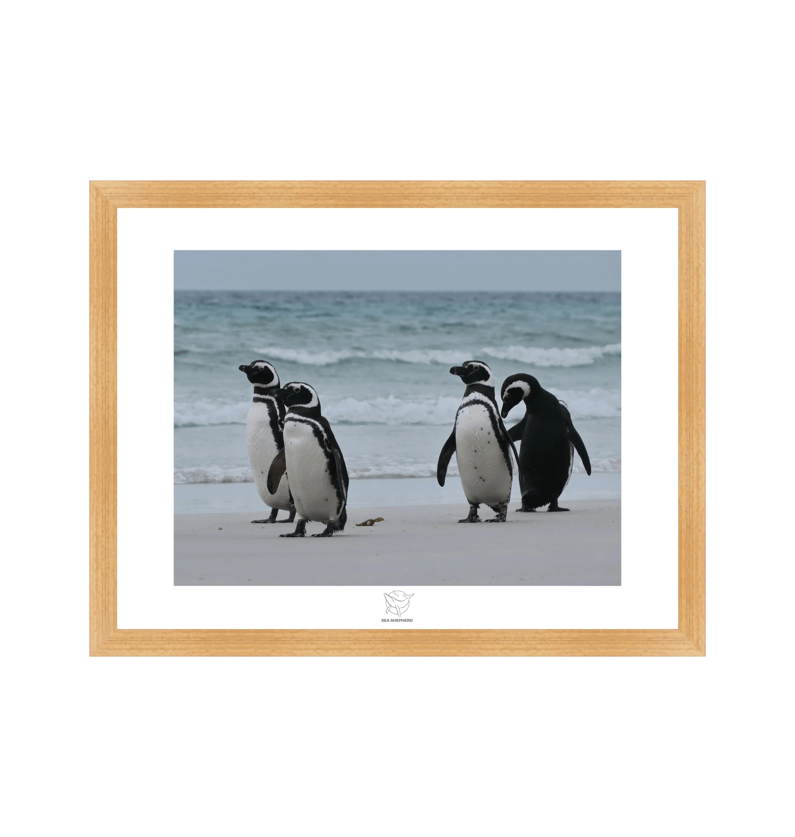 Magellanic Penguins On A Windy Coastline Fine Art Print - Image 3
