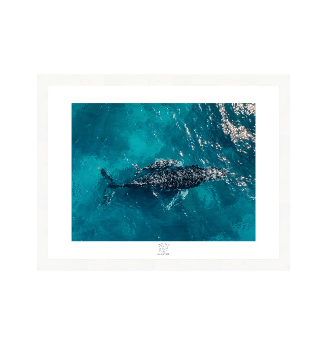 Mother Whale and Baby Calf Fine Art Print - Image 3
