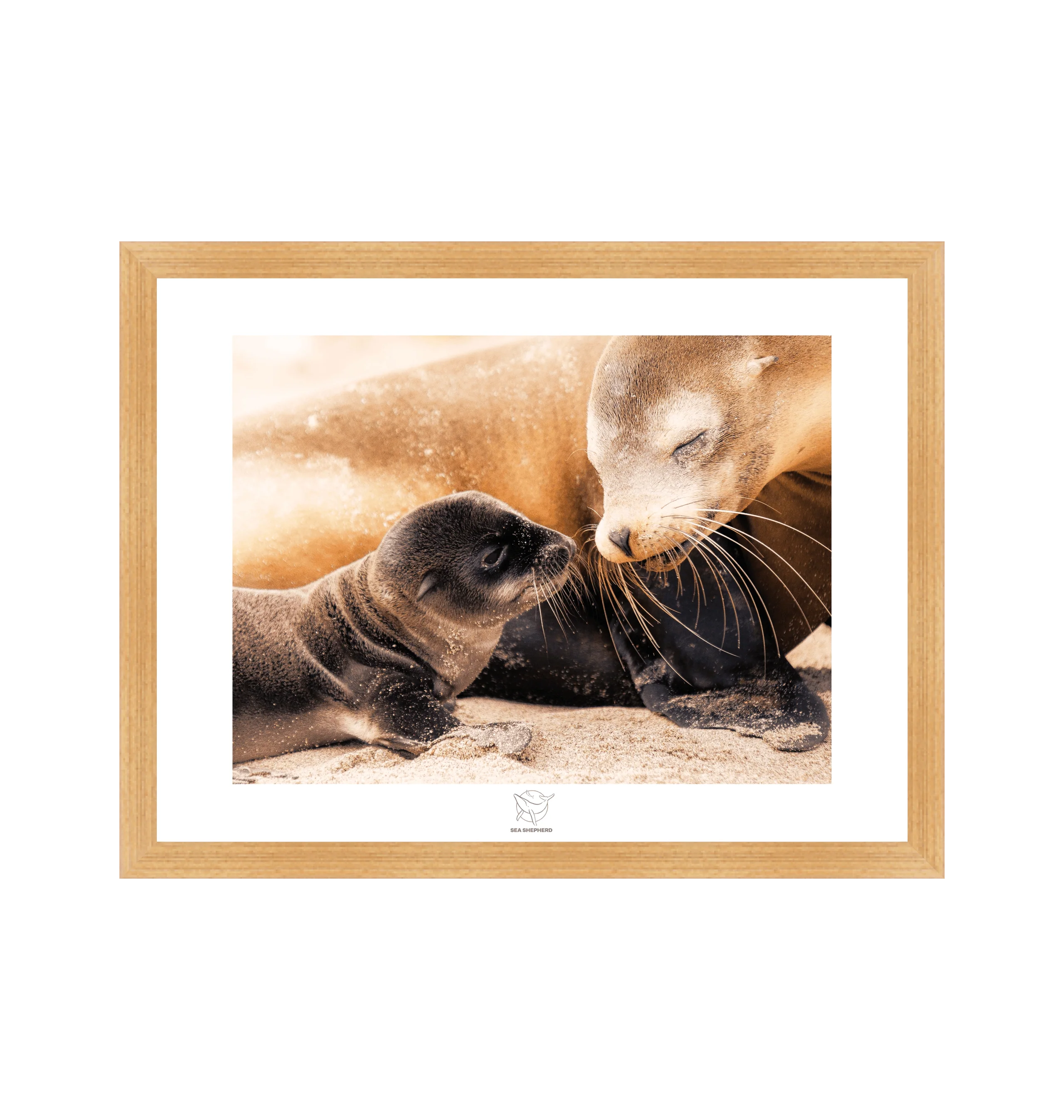 Sea Lion Mother Nursing Her Baby Fine Art Print - Image 3