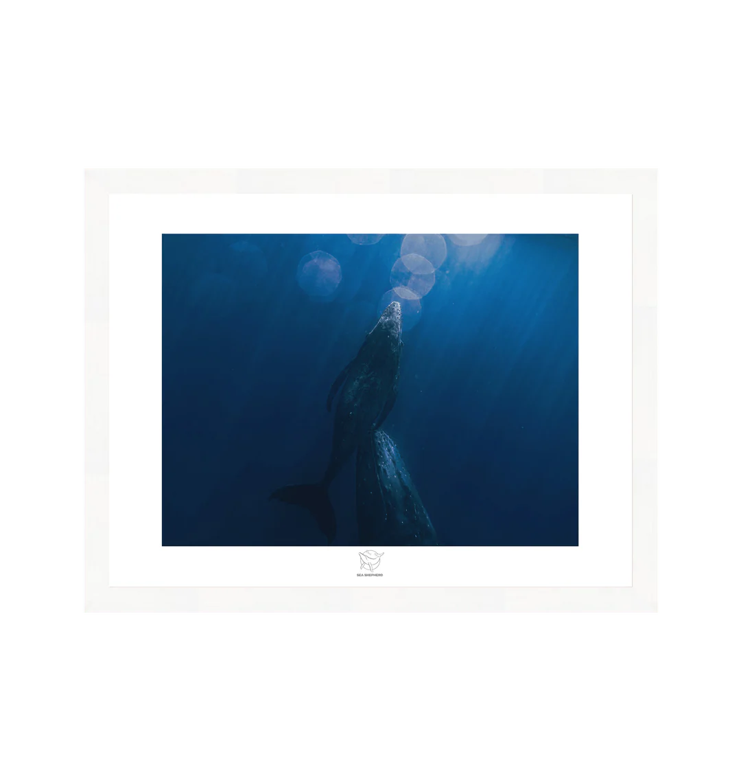 Towards the Surface Whale and Calf Fine Art Print - Image 3