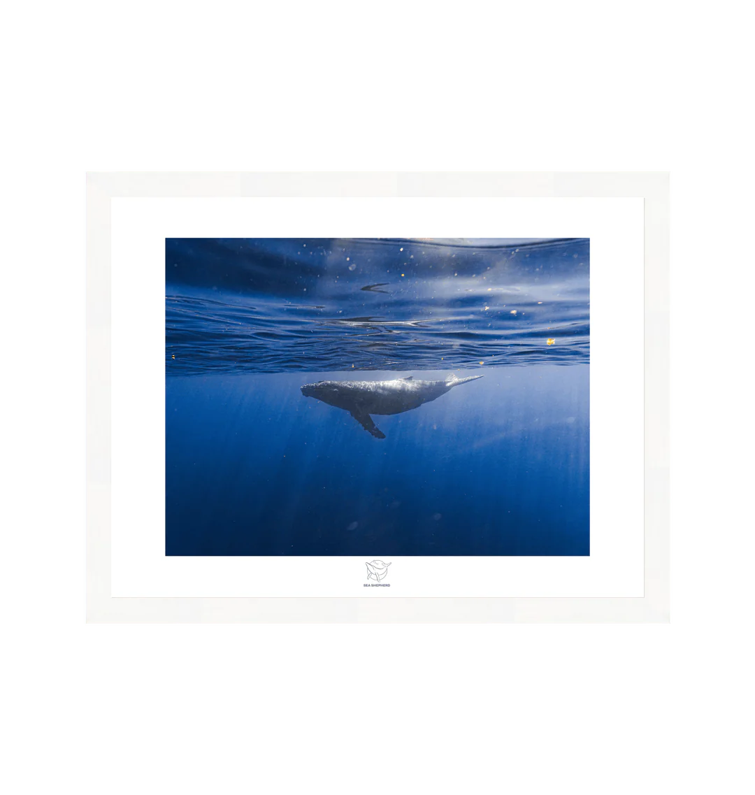 Whale Beneath the Surface Fine Art Print - Image 3
