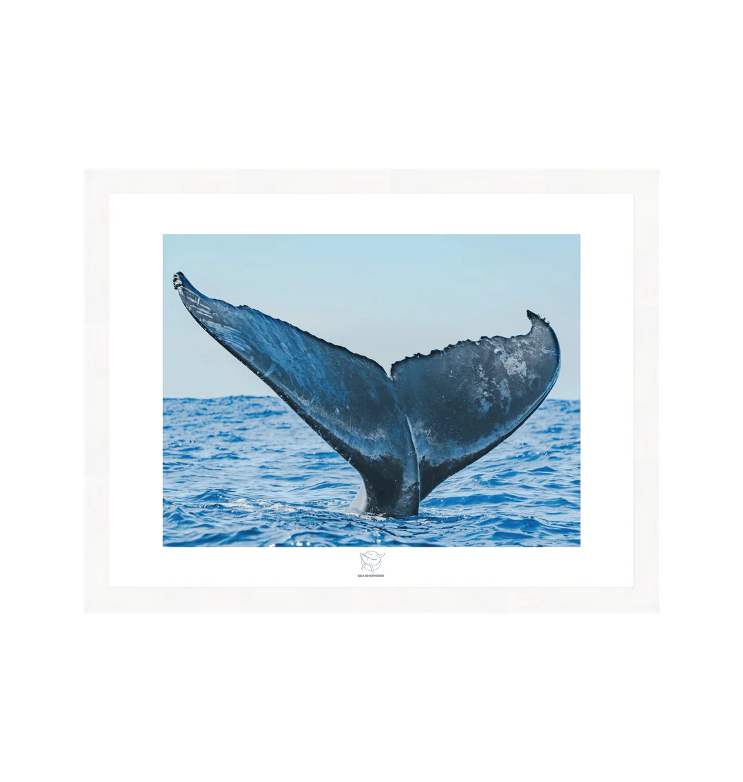 Whale Tail Above the Waves Fine Art Print - Image 3
